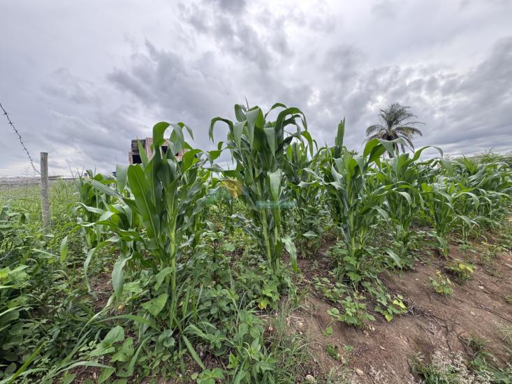 lote-venda-santa-tereza-cristo-formiga-mg-1015121