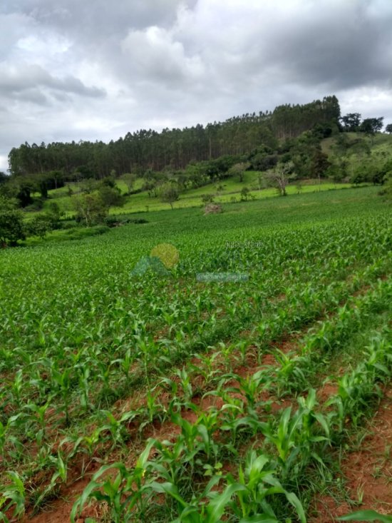 chacara-venda-zona-rural-papagaio-formiga-mg-839150