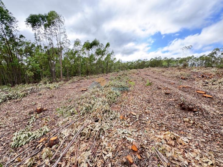 chacara-venda-fazenda-mata-dos-pereira-pedra-do-indaia-mg-1008899