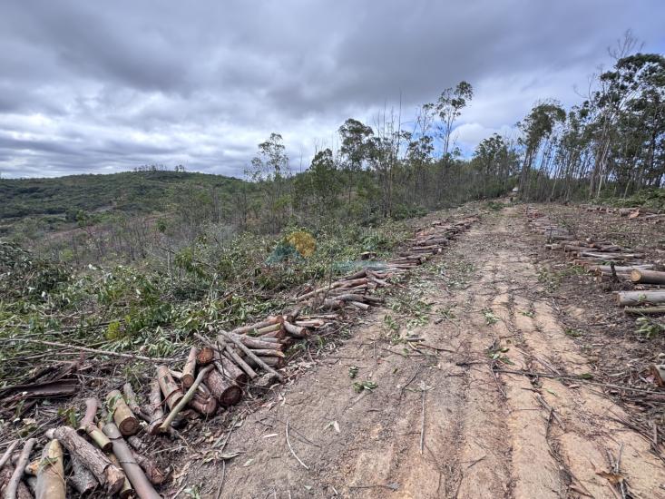 chacara-venda-fazenda-mata-dos-pereira-pedra-do-indaia-mg-1008918